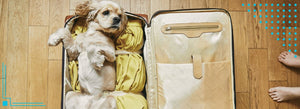 12 Training Tips for Traveling with Your Dog