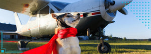 [2024 Update] The 3 Best Airlines for Traveling with Dogs: A Comprehensive Guide