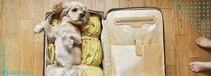 Dog Travel Checklist: What to Do Before Flying with Your Dog