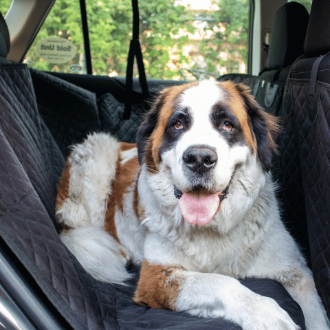 The Best Dog Car Seat Cover in 2024: Protecting Your Car and Your Pup