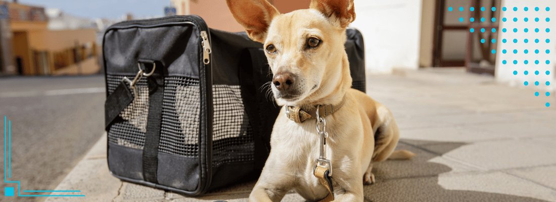 Flying with Your Dog: Everything You Need to Know Before Leaving on Your Journey