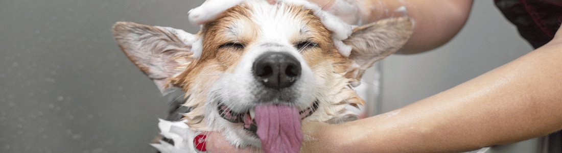How Often Should You Groom Your Puppy for Optimal Health and Happiness
