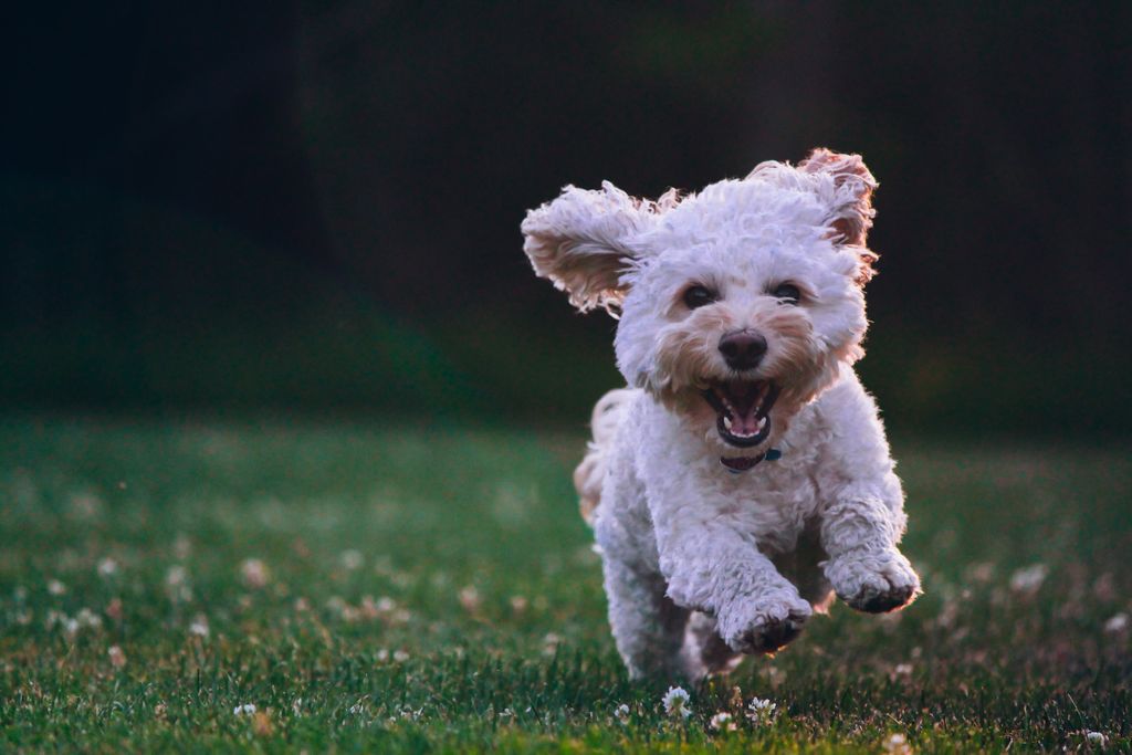 How to Choose the Right Bark Harness for Your Dog