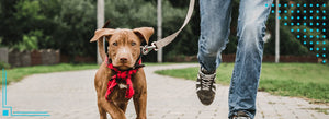New Puppy, New Adventures: 31 Essential Puppy Training Tips to Raise a Happy and Disciplined Furry Friend