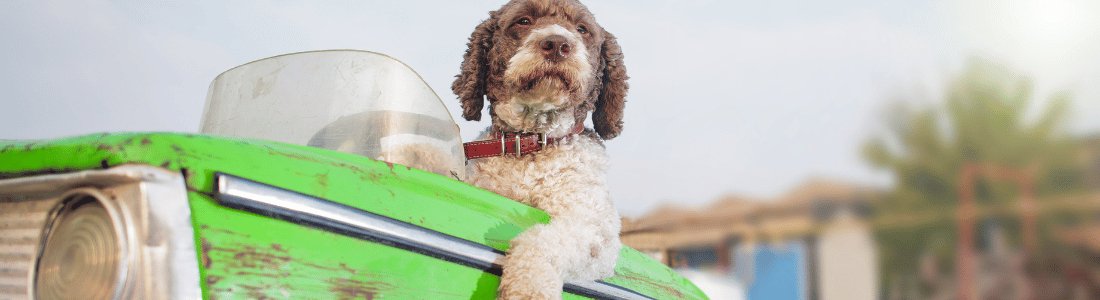 Tips for Traveling with Your Dog: Ensuring Comfort and Safety